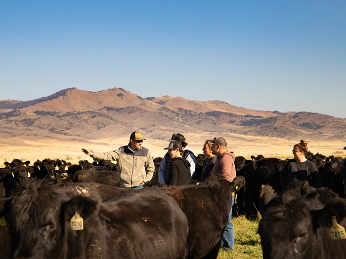 Instructor talks with students among a herd of cattle with mountains behind.