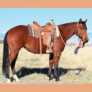 Annual Colt Challenge and Sale in April
