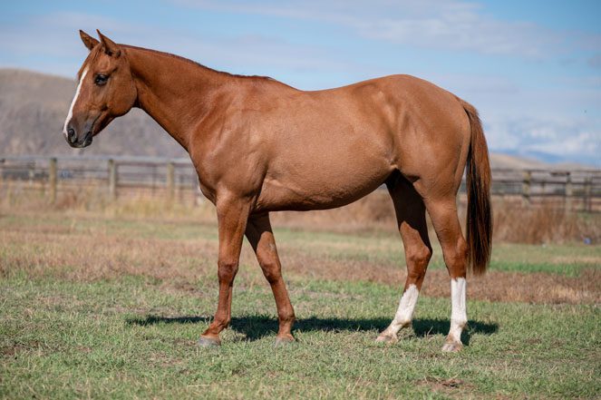 Sale Horse: BOON DOC BUSTER
