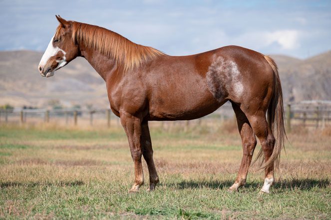 Sale Horse: DOCS LIL ANNIE