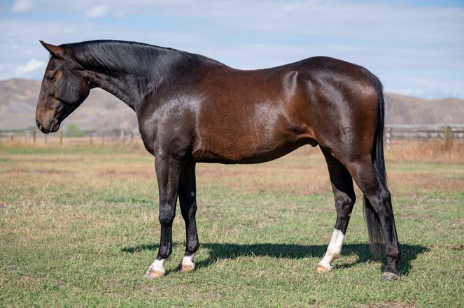 Sale Horse: SACOS COWBOY