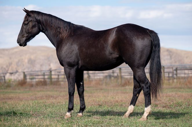 Sale Horse: ACE THE DRIFTER