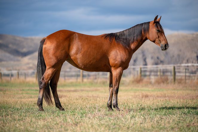 Sale Horse: MISSY BADGER PRAIRIE