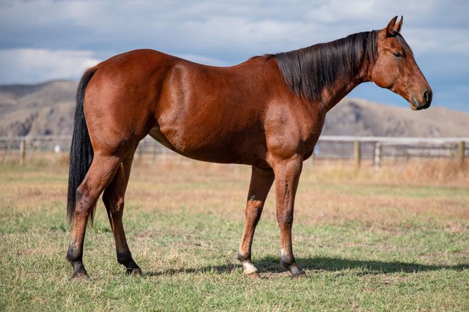 Sale Horse: SAC EM CEDARWOOD