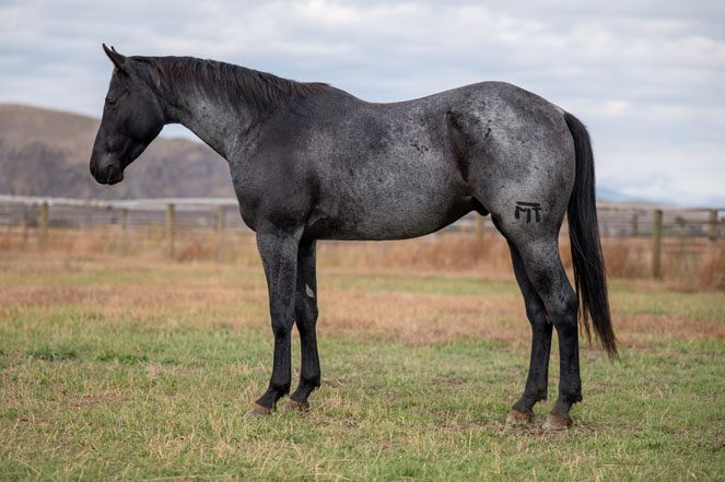 Sale Horse: MRI CATCH ME BLUE