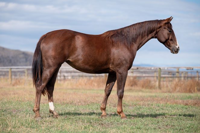 Sale Horse: A LAST VIBRANT MOON