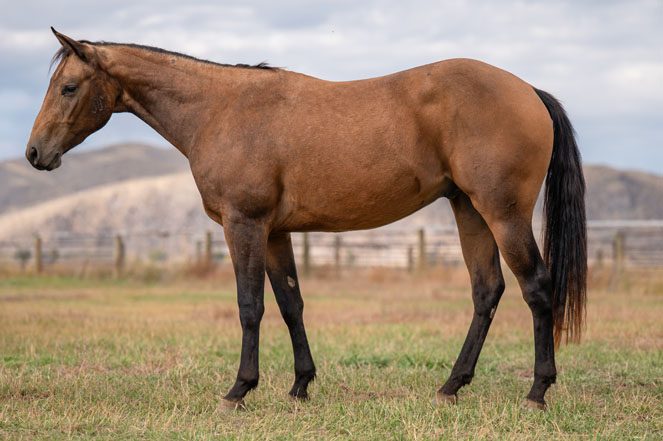 Sale Horse: JUSTA CD CAT