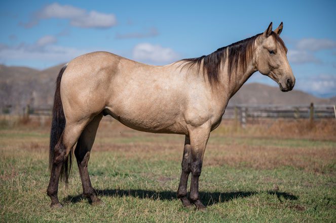 Sale Horse: JUSTA SNIPN CAT