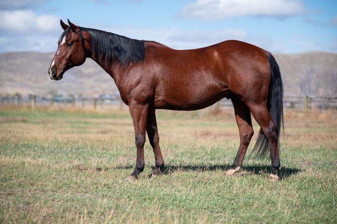 Sale Horse: MONTANA CHAPSTICK