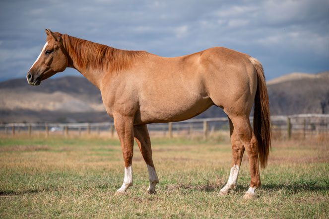 Sale Horse: DAKOTA SLIPPERY DUN