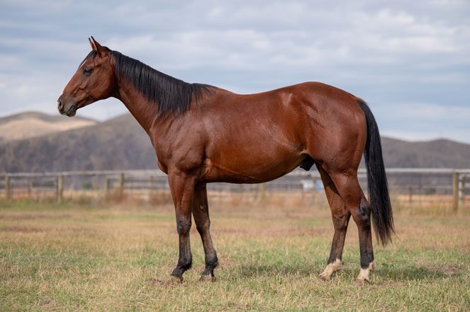Sale Horse: RSR PLAYGUN DUN IT