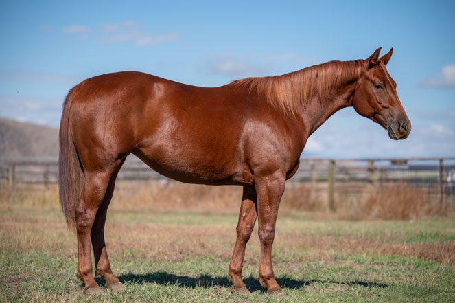 Sale Horse: RSR STARLIGHT SECRET
