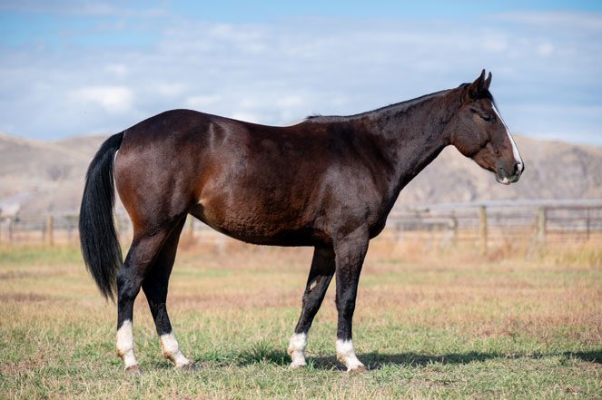 Sale Horse: SLD SKIPPA BET