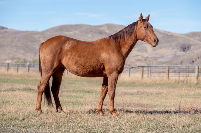 Sale Horse: CHARLIES WAY