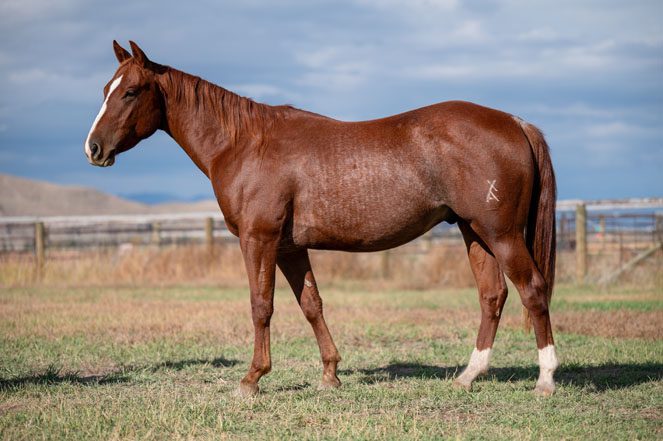 Sale Horse: WEAVERS PERKS ECHO