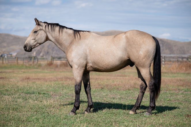 Sale Horse: WEAVERS SMART GUY