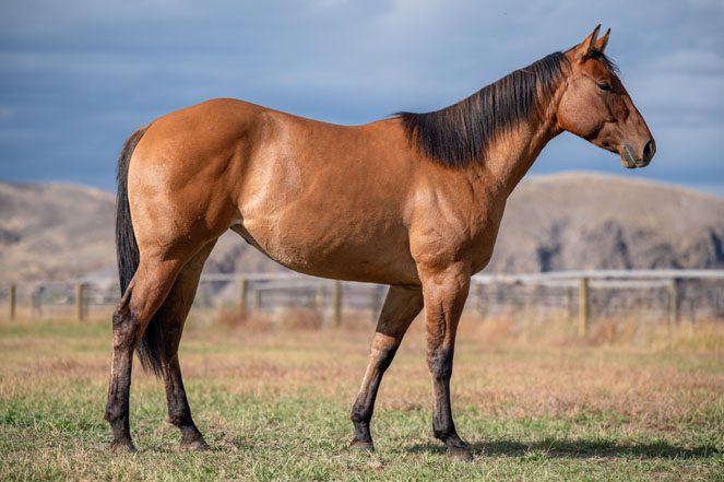 Sale Horese: HQH DRIFTIN DREAM