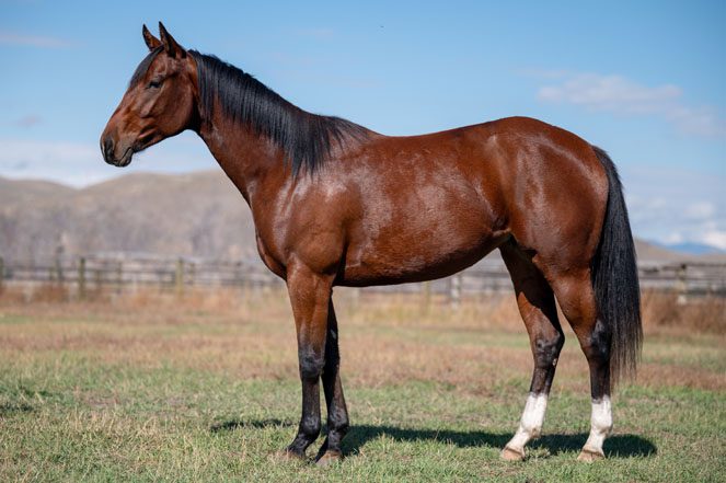 Sale Horse: HQH SNIP O FROST