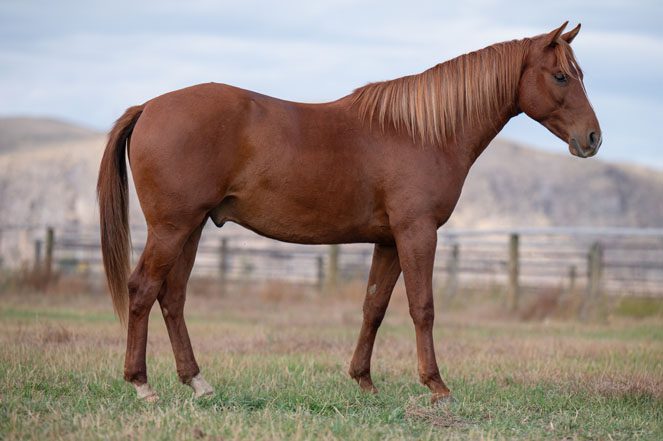 Sale Horse: SHORTY CAT WITH GUNS