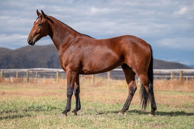 Sale Horse: JUST TOO MUCH CASH