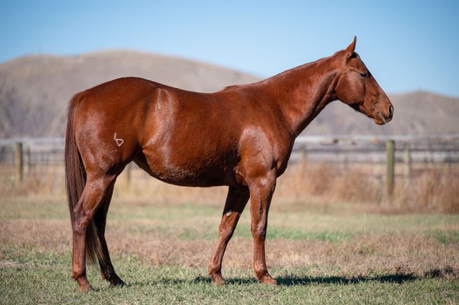 Sale Horse:  DUALIN NU CASH