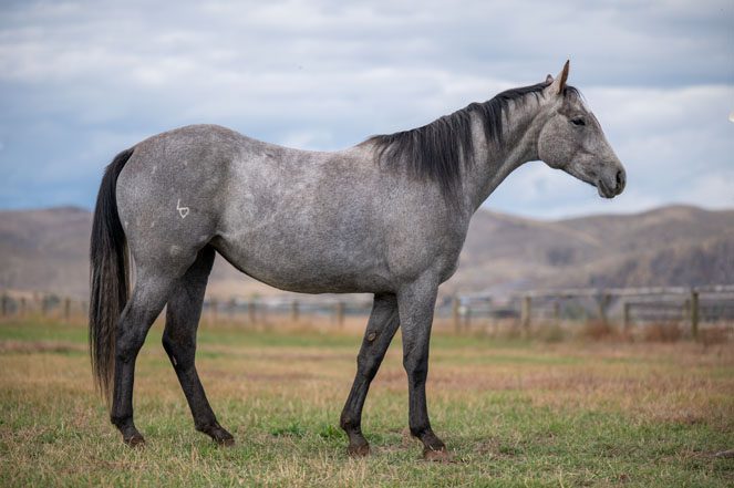 Sale horse: PEPTO DASH OF LEROY