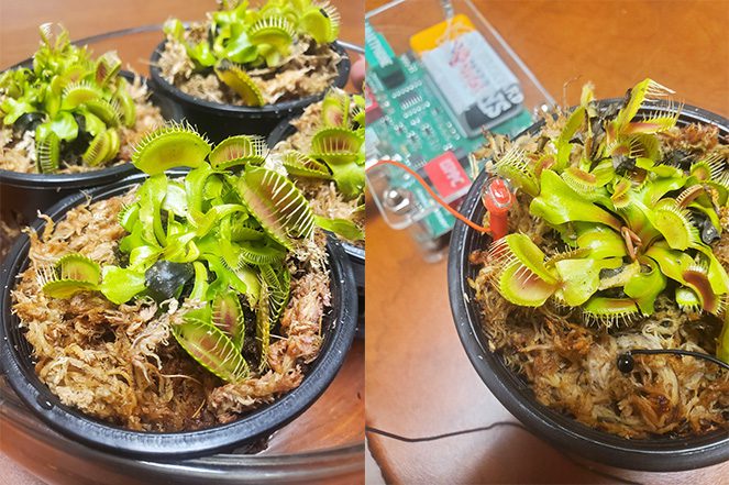 Venus flytrap (Dionaea muscipula) used in this study before (left) and after (right) installation of the electrophysiological recording setup.